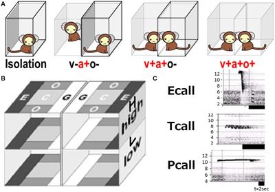 A Susceptible Period of Photic Day-Night Rhythm Loss in Common Marmoset Social Behavior Development